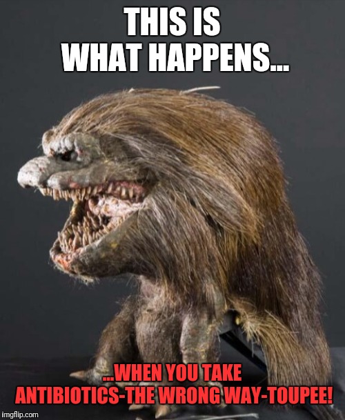 Critter | THIS IS WHAT HAPPENS... ...WHEN YOU TAKE ANTIBIOTICS-THE WRONG WAY-TOUPEE! | image tagged in critter | made w/ Imgflip meme maker