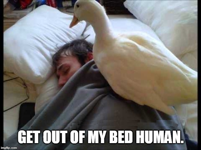 MY NEST | GET OUT OF MY BED HUMAN. | image tagged in bed duck,duck | made w/ Imgflip meme maker