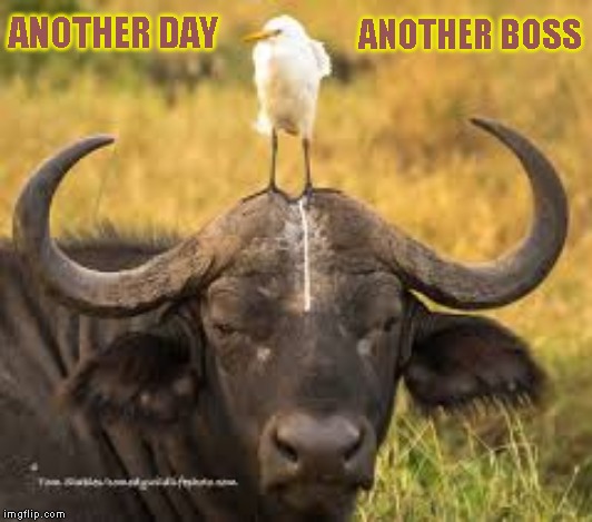 Just a joke, I actually like my current boss | ANOTHER DAY; ANOTHER BOSS | image tagged in bad day | made w/ Imgflip meme maker