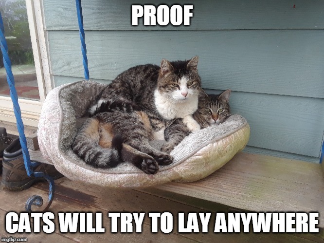 MOVE OVER | PROOF; CATS WILL TRY TO LAY ANYWHERE | image tagged in funny cats,cats,cat logic,funny | made w/ Imgflip meme maker