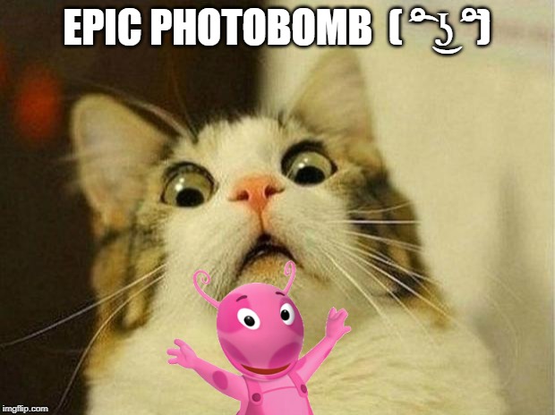 Scared Cat Meme | EPIC PHOTOBOMB  ( ͡° ͜ʖ ͡°) | image tagged in memes,scared cat | made w/ Imgflip meme maker