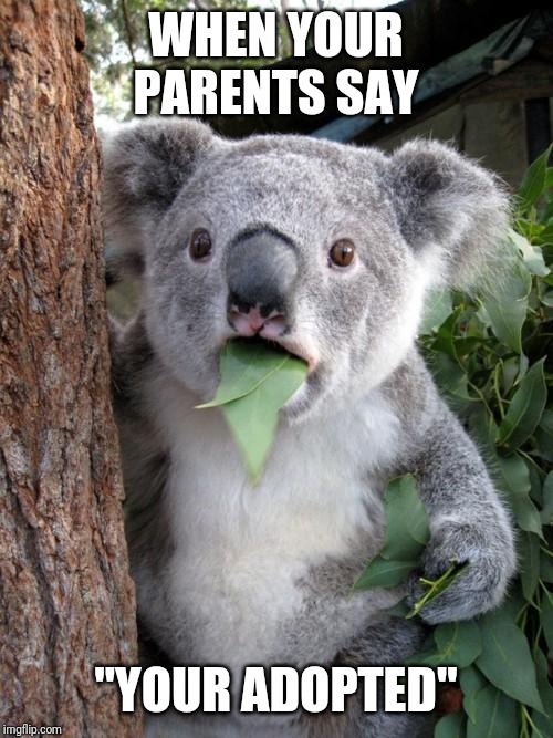 Surprised Koala Meme | WHEN YOUR PARENTS SAY; "YOUR ADOPTED" | image tagged in memes,surprised koala | made w/ Imgflip meme maker