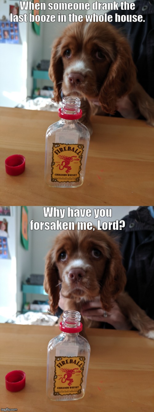 Why does God hate me? | When someone drank the last booze in the whole house. Why have you forsaken me, Lord? | image tagged in sad puppy,dog memes,booze,cute puppies,cute dog,no more | made w/ Imgflip meme maker