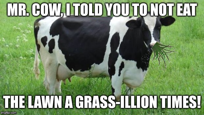 cow | MR. COW, I TOLD YOU TO NOT EAT; THE LAWN A GRASS-ILLION TIMES! | image tagged in cow | made w/ Imgflip meme maker