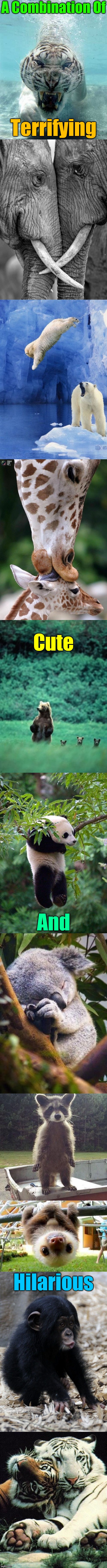 Some Of Nature's Finest | A Combination Of; Terrifying; Cute; And; Hilarious | image tagged in animals,nature,monkeys,tigers,giraffe,koala | made w/ Imgflip meme maker