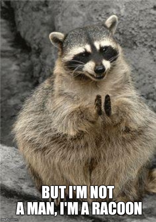 racoon | BUT I'M NOT A MAN, I'M A RACOON | image tagged in racoon | made w/ Imgflip meme maker