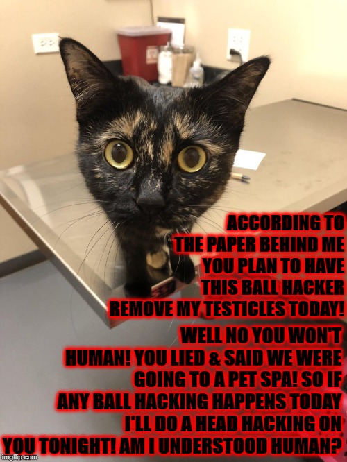 THEY'RE MINE | ACCORDING TO THE PAPER BEHIND ME YOU PLAN TO HAVE THIS BALL HACKER REMOVE MY TESTICLES TODAY! WELL NO YOU WON'T HUMAN! YOU LIED & SAID WE WERE GOING TO A PET SPA! SO IF ANY BALL HACKING HAPPENS TODAY I'LL DO A HEAD HACKING ON YOU TONIGHT! AM I UNDERSTOOD HUMAN? | image tagged in they're mine | made w/ Imgflip meme maker