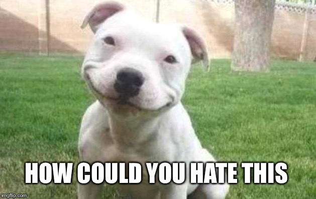 Smiling Pitbull | HOW COULD YOU HATE THIS | image tagged in smiling pitbull | made w/ Imgflip meme maker