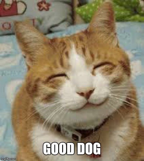Happy cat | GOOD DOG | image tagged in happy cat | made w/ Imgflip meme maker