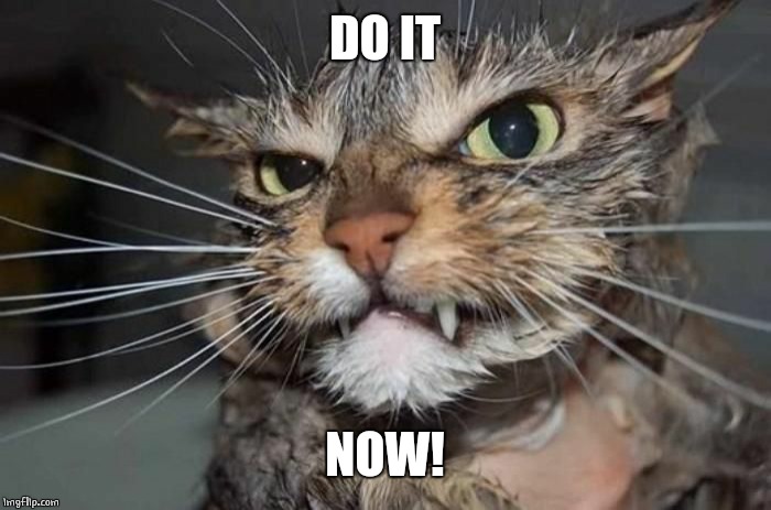 Angry Mad Cat | DO IT NOW! | image tagged in angry mad cat | made w/ Imgflip meme maker
