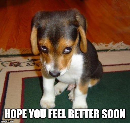 Sad puppy | HOPE YOU FEEL BETTER SOON | image tagged in sad puppy | made w/ Imgflip meme maker