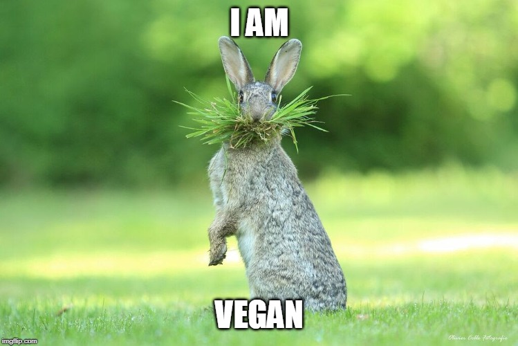 bunny eating grass | I AM VEGAN | image tagged in bunny eating grass | made w/ Imgflip meme maker