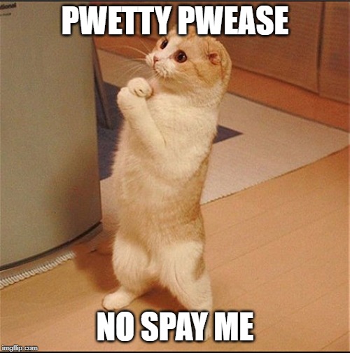 Begging Cat | PWETTY PWEASE; NO SPAY ME | image tagged in can i has food | made w/ Imgflip meme maker