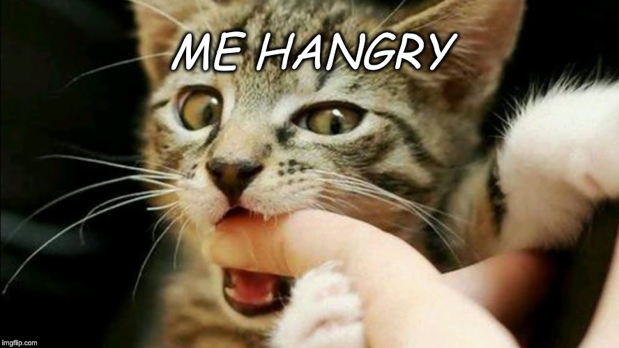 Cats the monsters | ME HANGRY | image tagged in cats,hungry cat,leonardo biting fist,funny | made w/ Imgflip meme maker
