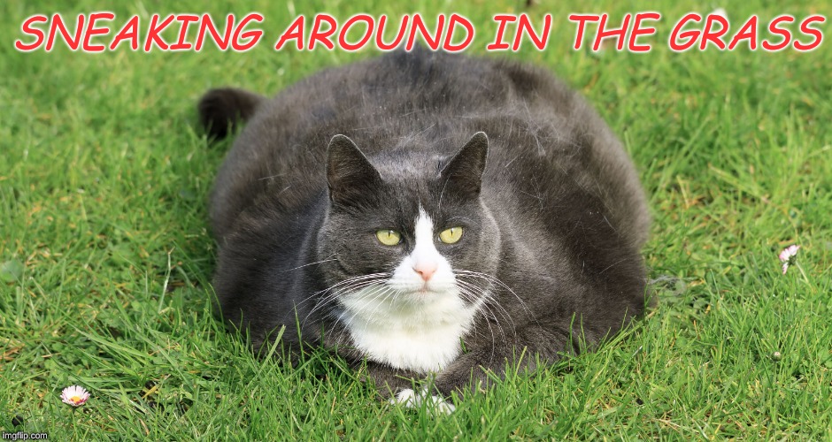 fat cats | SNEAKING AROUND IN THE GRASS | image tagged in cats,too funny,funny cats | made w/ Imgflip meme maker