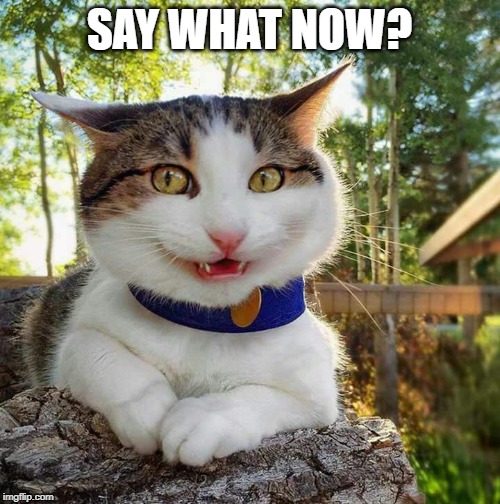 Cat Say What? | SAY WHAT NOW? | image tagged in cat say what | made w/ Imgflip meme maker