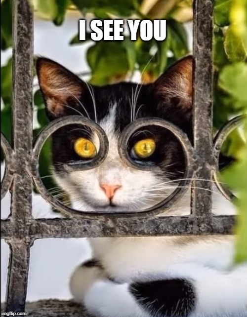 on the lookout | I SEE YOU | image tagged in cat | made w/ Imgflip meme maker