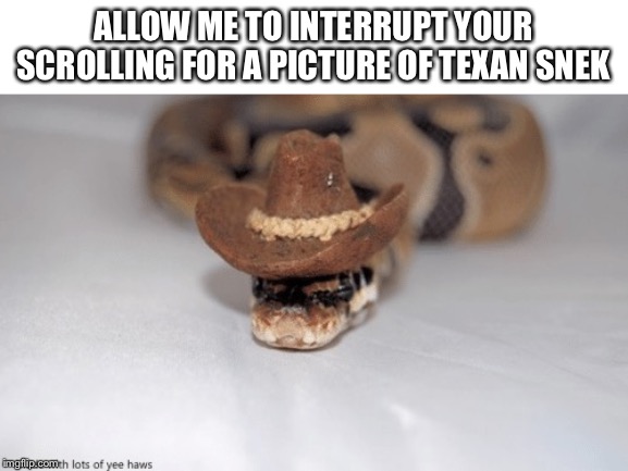 ALLOW ME TO INTERRUPT YOUR SCROLLING FOR A PICTURE OF TEXAN SNEK | image tagged in texan snek | made w/ Imgflip meme maker