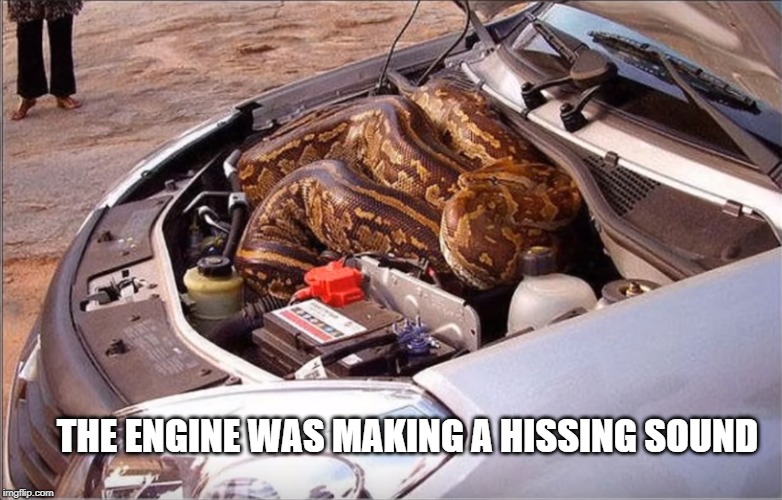 It's not a Dodge Viper | THE ENGINE WAS MAKING A HISSING SOUND | image tagged in snake,car | made w/ Imgflip meme maker