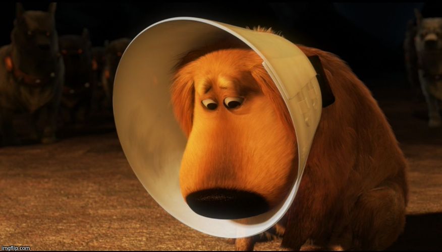 Doug from Up - Cone of Shame | image tagged in doug from up - cone of shame | made w/ Imgflip meme maker