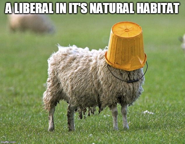 stupid sheep | A LIBERAL IN IT'S NATURAL HABITAT | image tagged in stupid sheep | made w/ Imgflip meme maker