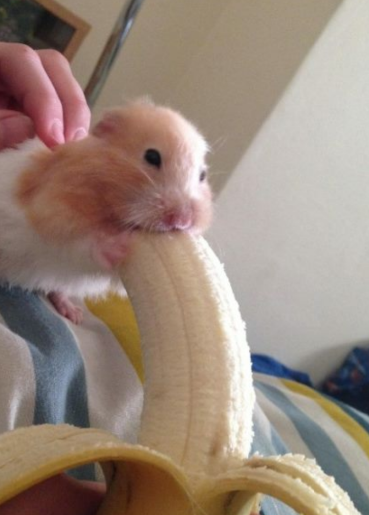 Banana hamster Blank Meme Template