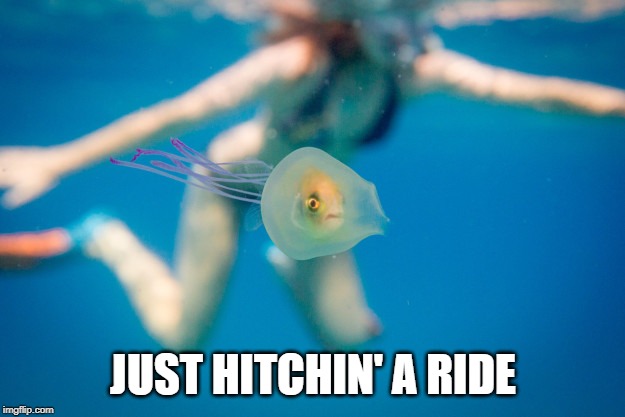 Fish In Jellyfish | JUST HITCHIN' A RIDE | image tagged in fish in jellyfish | made w/ Imgflip meme maker
