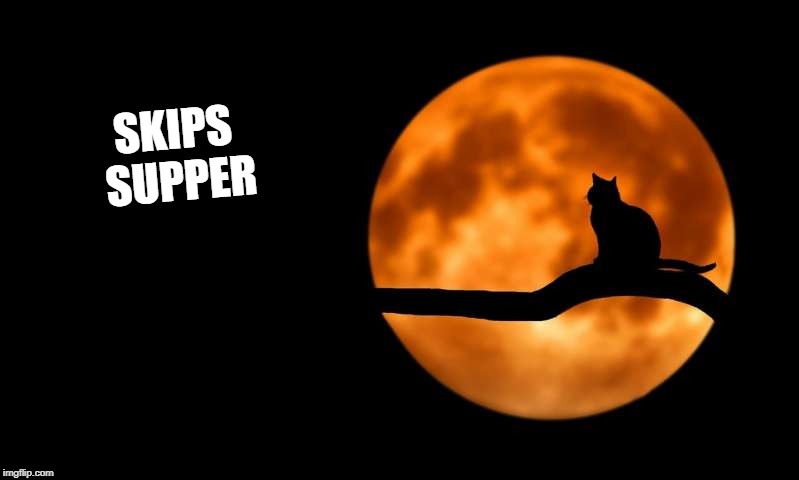 moon cat opportunities | SKIPS SUPPER | image tagged in moon cat opportunities | made w/ Imgflip meme maker