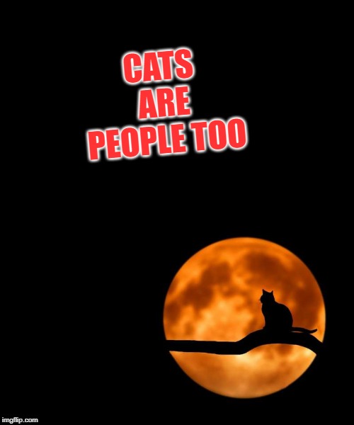 moon cat opportunities | CATS ARE PEOPLE TOO | image tagged in moon cat opportunities | made w/ Imgflip meme maker