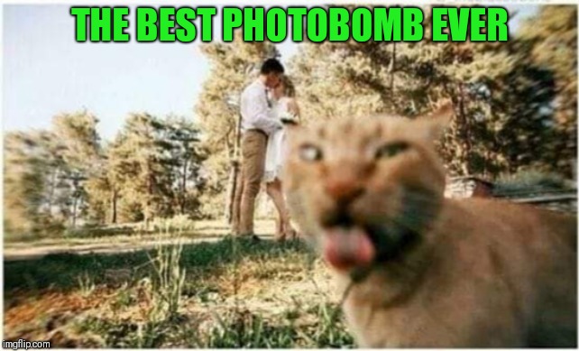 Photobomb gag | THE BEST PHOTOBOMB EVER | image tagged in funny cat,funny photobomb | made w/ Imgflip meme maker