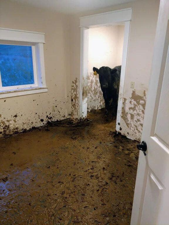 Cow in house Blank Meme Template
