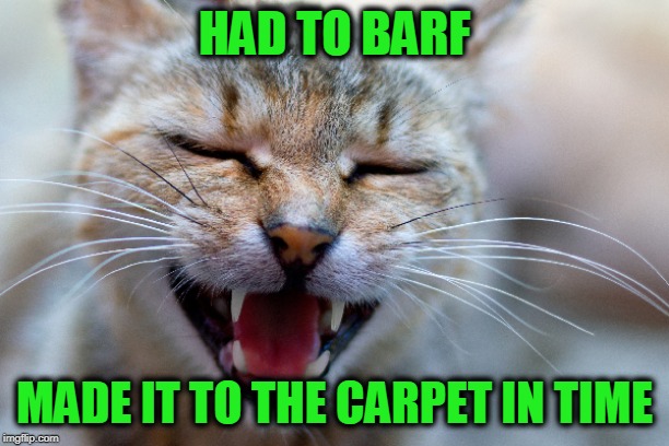 But the Hard Floor Is Unstained | HAD TO BARF; MADE IT TO THE CARPET IN TIME | image tagged in cat,barf | made w/ Imgflip meme maker