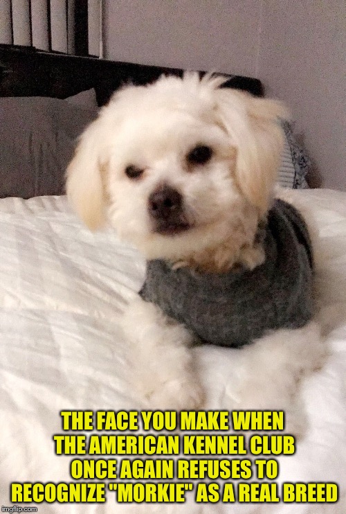Puff The Magic Morkie | THE FACE YOU MAKE WHEN THE AMERICAN KENNEL CLUB ONCE AGAIN REFUSES TO RECOGNIZE "MORKIE" AS A REAL BREED | image tagged in puff the magic morkie | made w/ Imgflip meme maker