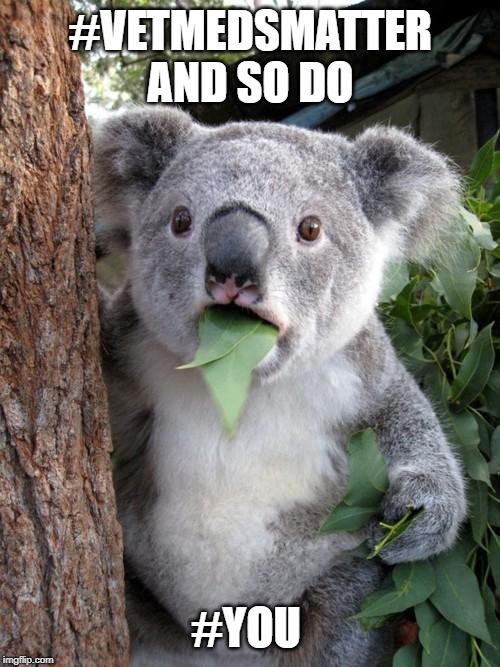 Surprised Koala | #VETMEDSMATTER AND SO DO; #YOU | image tagged in memes,surprised koala | made w/ Imgflip meme maker