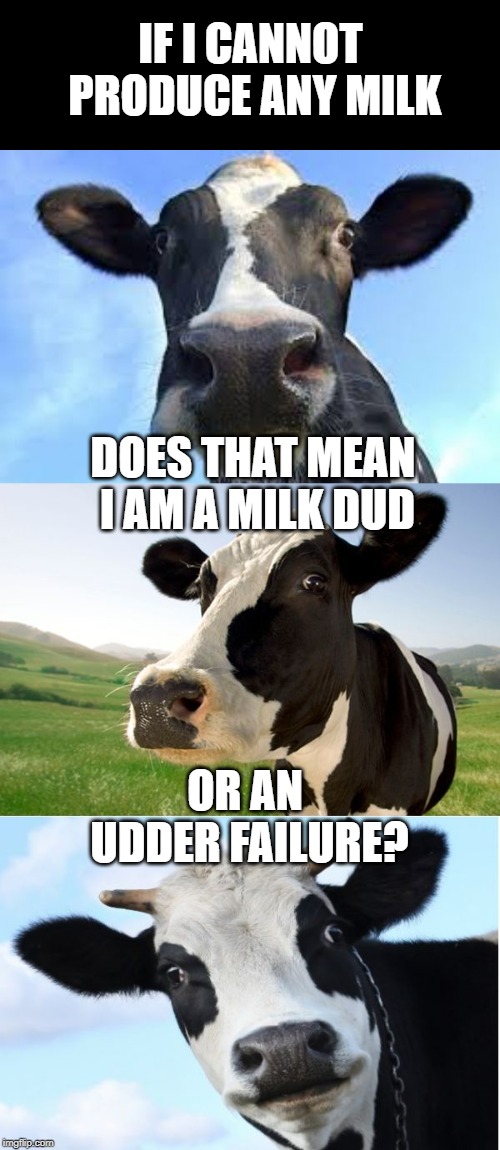 Cow Logic | IF I CANNOT PRODUCE ANY MILK; DOES THAT MEAN I AM A MILK DUD; OR AN UDDER FAILURE? | image tagged in bad pun cow,cow logic,udder failure | made w/ Imgflip meme maker