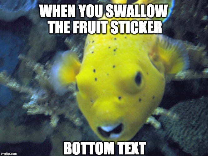 Fish.mp4 | WHEN YOU SWALLOW THE FRUIT STICKER; BOTTOM TEXT | image tagged in funny,funny memes | made w/ Imgflip meme maker