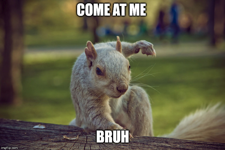 Meth Addicted Attack Squirrel | COME AT ME; BRUH | image tagged in animal attack,squirrel,one does not simply release an attack squirrel in the wild,come at me bruh,come at me bro | made w/ Imgflip meme maker