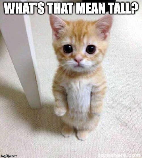 Cute Cat Meme | WHAT'S THAT MEAN TALL? | image tagged in memes,cute cat | made w/ Imgflip meme maker