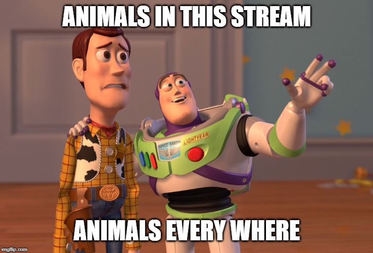 Everywhere | ANIMALS IN THIS STREAM; ANIMALS EVERY WHERE | image tagged in memes,x x everywhere,funny,animals,stream,everywhere | made w/ Imgflip meme maker