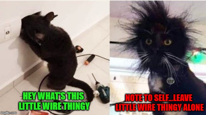 Curiosity fried the cat! | NOTE TO SELF...LEAVE LITTLE WIRE THINGY ALONE; HEY WHAT'S THIS LITTLE WIRE THINGY | image tagged in electric cat,memes,cats,funny,curiosity,animals | made w/ Imgflip meme maker