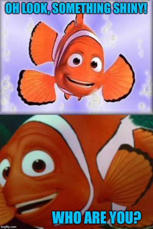 Cliché Clown Fish | OH LOOK, SOMETHING SHINY! WHO ARE YOU? | image tagged in clich clown fish | made w/ Imgflip meme maker