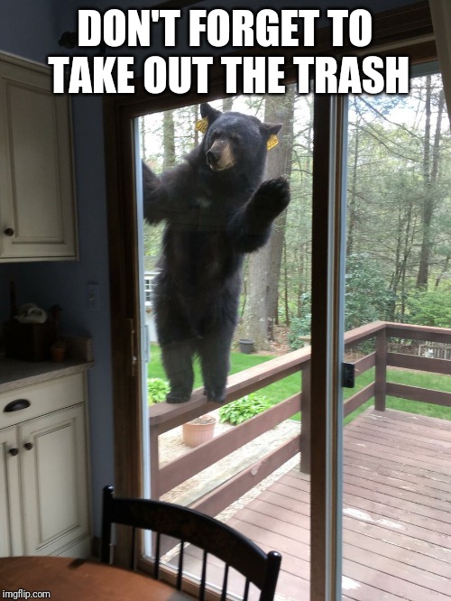 bear window | DON'T FORGET TO TAKE OUT THE TRASH | image tagged in bear window | made w/ Imgflip meme maker