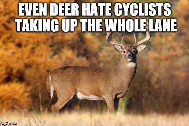 whitetail deer | EVEN DEER HATE CYCLISTS TAKING UP THE WHOLE LANE | image tagged in whitetail deer | made w/ Imgflip meme maker