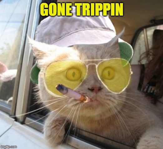 Fear And Loathing Cat Meme | GONE TRIPPIN | image tagged in memes,fear and loathing cat | made w/ Imgflip meme maker