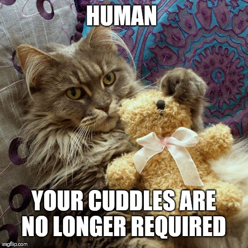 HUMAN YOUR CUDDLES ARE NO LONGER REQUIRED | made w/ Imgflip meme maker