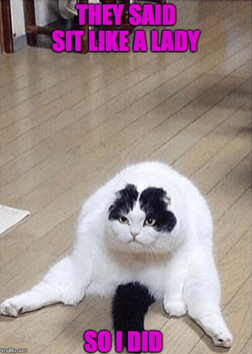 I am sitting like a lady | THEY SAID SIT LIKE A LADY; SO I DID | image tagged in cats,funny,depresed,found on internet | made w/ Imgflip meme maker
