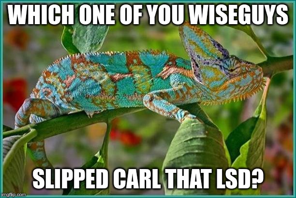 Chameleon on LSD | WHICH ONE OF YOU WISEGUYS; SLIPPED CARL THAT LSD? | image tagged in psychedelic,chameleon | made w/ Imgflip meme maker