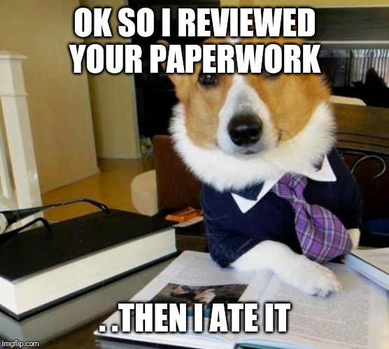 Lawyer Corgi Dog | OK SO I REVIEWED YOUR PAPERWORK; . .THEN I ATE IT | image tagged in lawyer corgi dog | made w/ Imgflip meme maker