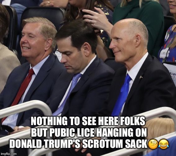 Trump's Ball Hangers | NOTHING TO SEE HERE FOLKS BUT PUBIC LICE HANGING ON DONALD TRUMP'S SCROTUM SACK🧐😂 | image tagged in lindsey graham,marco rubio,rick scott,pubic lice,ball hangers,donald trump | made w/ Imgflip meme maker