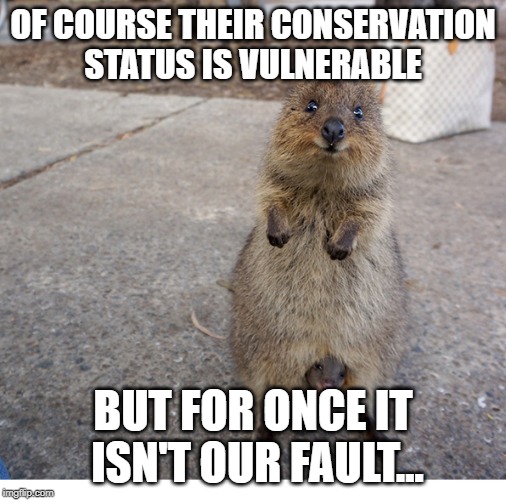 yuppp | OF COURSE THEIR CONSERVATION STATUS IS VULNERABLE; BUT FOR ONCE IT ISN'T OUR FAULT... | image tagged in funny | made w/ Imgflip meme maker